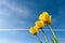 Yellow tulips in sunlight. Blue sky. Spring background.