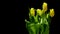 Yellow Tulips Time-lapse