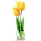 Yellow tulips in transparent vase isolated, watercolor illustration