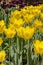 Yellow tulips varietal, background wallpaper vertical photo. Beautiful flowers of yellow color, heads of tulips bright