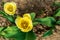 Yellow tulips view from the top