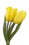 Yellow tulips on a white background