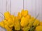 Yellow tulips with a white background
