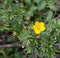 Yellow Tundra Rose Flower