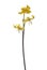 Yellow Tuolumne fawn lily or Ð•rythronium tuolumnense flower isolated on white background