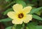 Yellow turnera subulata flower