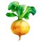 Yellow turnip with green leaves isolated on white background. Watercolor illustration, ai generation