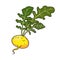 Yellow turnip with leaves. Vector