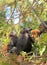 Yellow twins baby of Leaf Monkeys or Dusky Langur and mother who are living in the forest, Animals with their babies