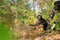 Yellow twins baby of Leaf Monkeys or Dusky Langur and mother who are living in the forest, Animals with their babies