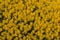 Yellow ulex densus shrubs