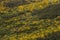 Yellow ulex densus shrubs