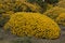 Yellow ulex densus shrubs