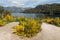 Yellow ulex flowers at Correntoso lake