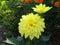 Yellow undersized dahlia close up