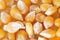 Yellow unpopped popcorn corn kernels, closeup detail photo