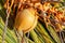 Yellow unripe coconuts over palm leaves, close-up