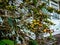 Yellow unripe coffee beans planted behind the house