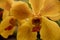 Yellow Vanda Orchid