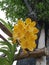 Yellow vanda orchid in tropical garden