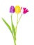 Yellow and variegated tulips on white background