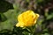 Yellow varietal rose. beautiful flower head with tender and soft petals. smell rose aroma. female rose flower perfume concept.