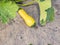 Yellow vegetable marrow on a farm field bed