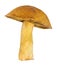 Yellow velvet bolete on white