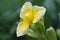 Yellow velvetleaf flower, Limnocharis sp.