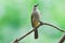 Yellow-vented Bulbul