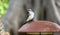 Yellow-vented Bulbul at Bali Indonesia, beautiful unique local bird in Asia.