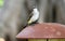 Yellow-vented Bulbul at Bali Indonesia, beautiful unique local bird in Asia.