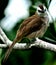 Yellow-vented bulbul bird