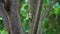 Yellow-Vented Bulbul Bird Pycnonotus Goiavier Sitting on Tree Branch