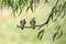 Yellow-vented bulbul birds perching on tree branch in Thailand (