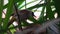 Yellow-Vented Bulbul Pycnonotus Goiavier Feeding New Born Chick in Nest. Bird Gives Food to Hungry Nestler. Animal