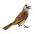 Yellow-vented bulbul (Pycnonotus goiavier) isolated