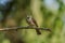 Yellow-vented Bulbul Pycnonotus goiavier perching