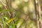 Yellow vented Bulbul, Pycnonotus goiavier, perching on the twig. Bali in Indonesia.