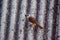 Yellow-vented Bulbul Pycnonotus goiavier on the roof ,