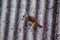 Yellow-vented Bulbul Pycnonotus goiavier on the roof ,