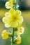 Yellow Verbascum Blattaria Flower