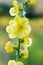 Yellow Verbascum Blattaria Flower