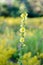 Yellow Verbascum Blattaria Flower