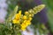 Yellow Verbascum mullein flower in the garden