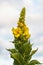 Yellow Verbascum mullein flower in the garden