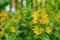 Yellow verbena flowers in the garden
