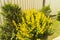 Yellow verbena grows in the garden in summer