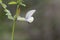 Yellow vetch Vicia lutea