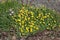 Yellow vetch, vicia lutea, growing at side of footpath